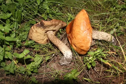 Orange Birch Bolete (Leccinum versipelle), photo