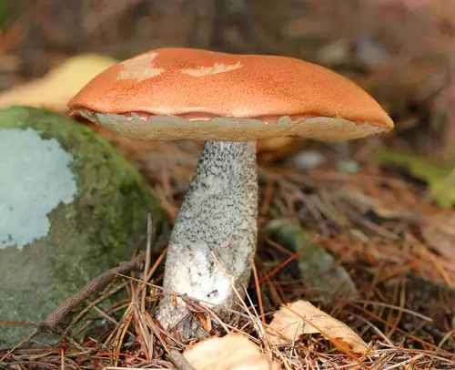 Foxy Bolete (Leccinum vulpinum), photo