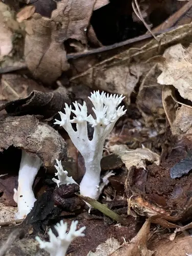 Lentaria byssiseda (Lentaria byssiseda), photo