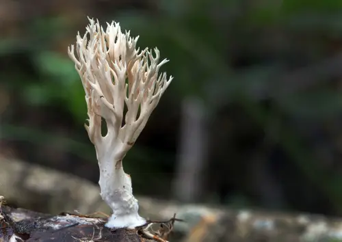 Lentaria micheneri (Lentaria micheneri), photo