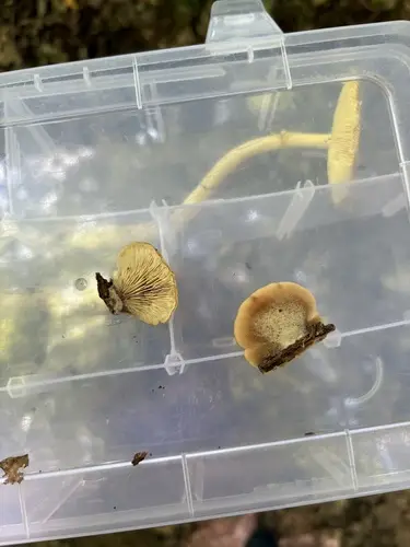 Lentinellus castoreus (Lentinellus castoreus), photo