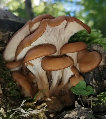 Aniseed Cockleshell (Lentinellus cochleatus), photo