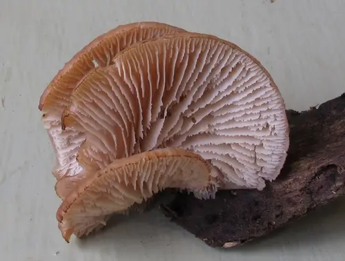Lentinellus flabelliformis (Lentinellus flabelliformis), photo