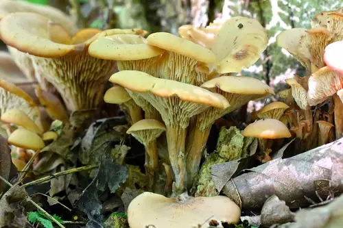 Lentinellus micheneri (Lentinellus micheneri), photo