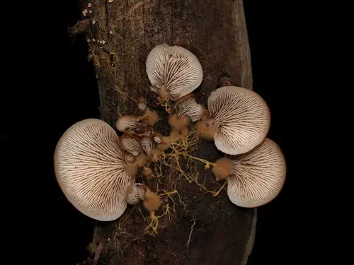 Lentinellus montanus (Lentinellus montanus), photo