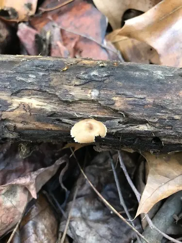 Lentinellus subaustralis (Lentinellus subaustralis), photo