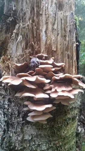 Bear Lentinus (Lentinellus ursinus), photo