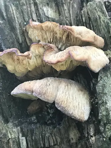 Lentinellus vulpinus (Lentinellus vulpinus), photo