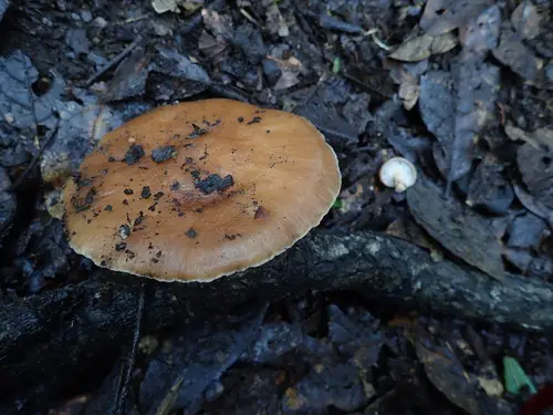 Lentinula boryana (Lentinula boryana), photo