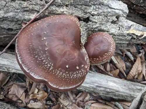 Shiitake (Lentinula edodes), photo