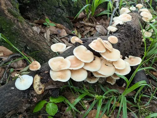 American Shitake (Lentinula raphanica), photo