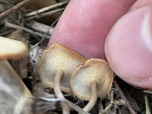 Spring Polypore (Lentinus arcularius), photo