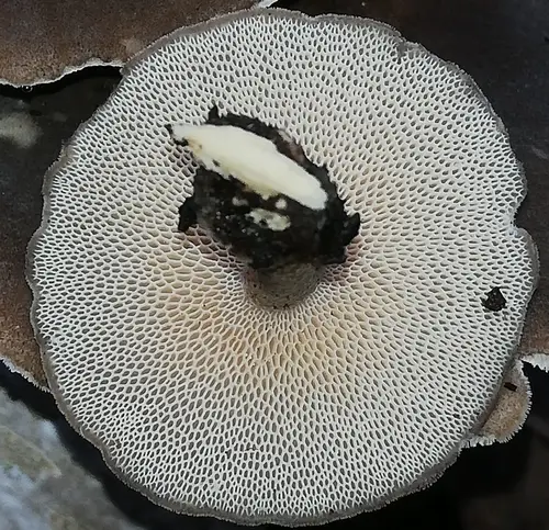 Winter Polypore (Lentinus brumalis), photo