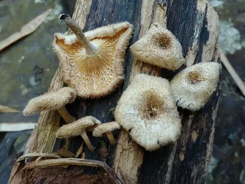 Fringed Sawgill (Lentinus crinitus), photo