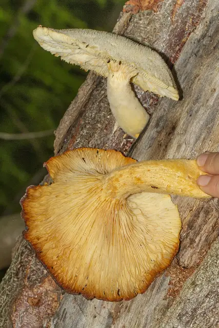Lentinus levis (Lentinus levis), photo