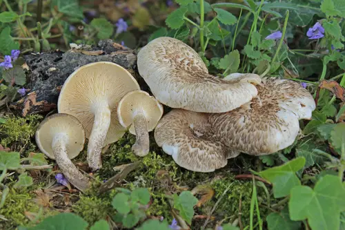 Tiger Sawgill (Lentinus tigrinus), photo
