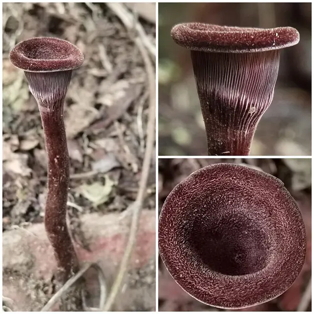 Lentinus velutinus (Lentinus velutinus), photo