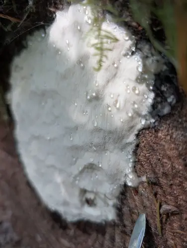 Lentoporia carbonica (Lentoporia carbonica), photo