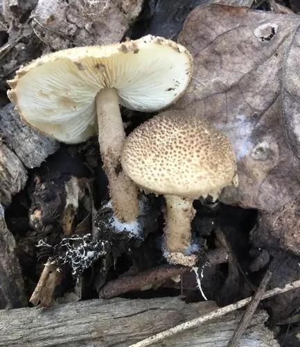 Lepiota asperula (Lepiota asperula), photo