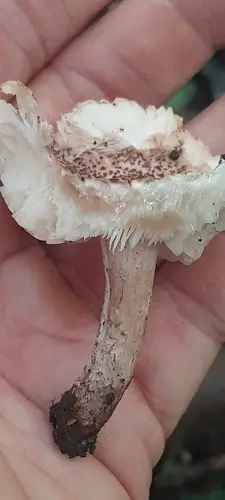Deadly Dapperling (Lepiota brunneoincarnata), photo