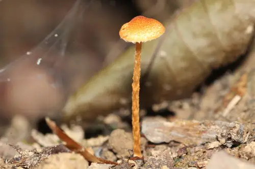 Chestnut Dapperling (Lepiota castanea), photo