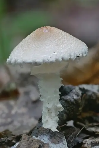 Shield Dapperling (Lepiota clypeolaria), photo