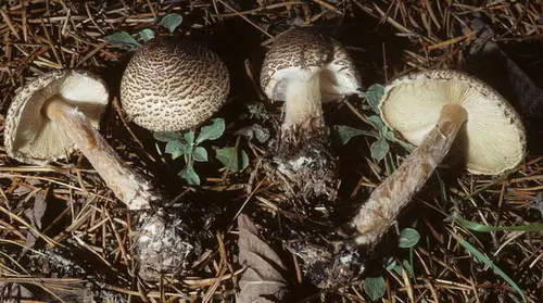 Lepiota cortinarius (Lepiota cortinarius), photo