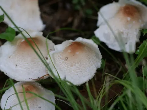 Stinking Dapperling (Lepiota cristata), photo