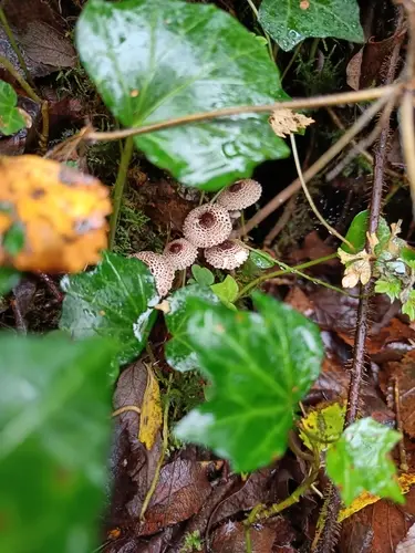 Cat Dapperling (Lepiota felina), photo