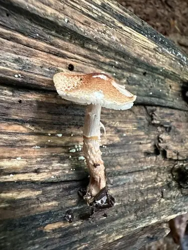 Star Dapperling (Lepiota helveola), photo