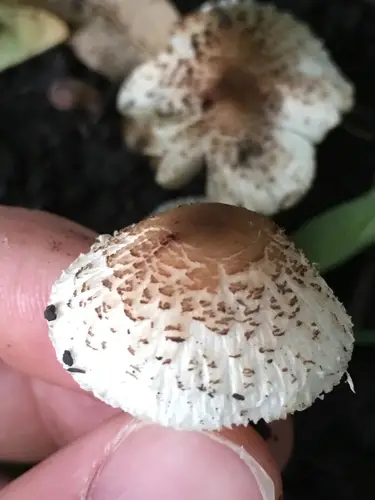 Lepiota lilacea (Lepiota lilacea), photo