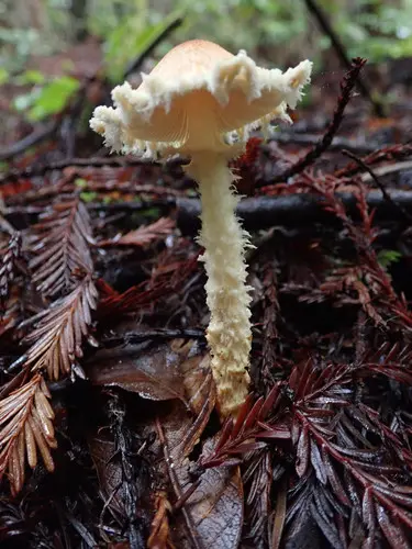 Yellowfoot Dapperling (Lepiota magnispora), photo