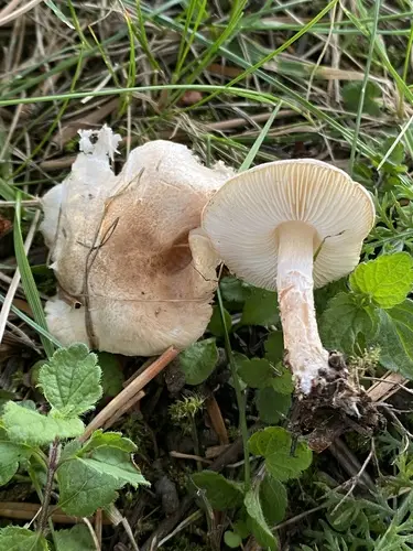 Fatal Dapperling (Lepiota subincarnata), photo