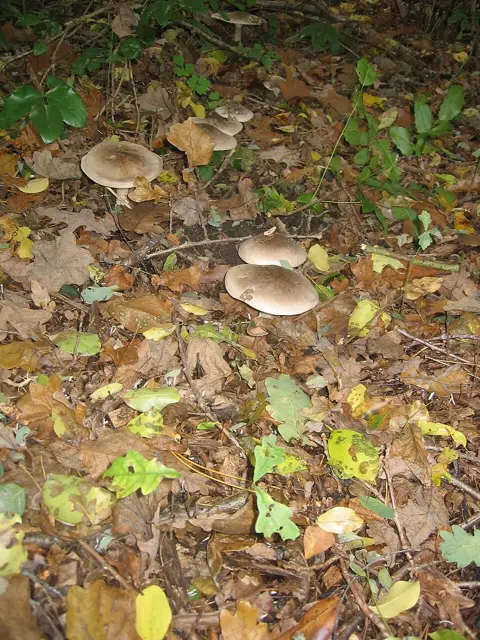 Flowery Blewit (Lepista irina), photo