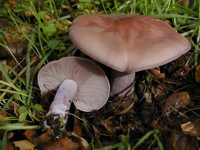 Wood Blewit (Lepista nuda), photo