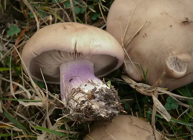 Field Blewit (Lepista personata), photo