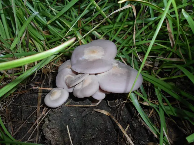 Sordid Blewit (Lepista sordida), photo