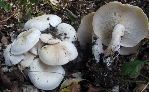 Clustered Clitocybe (Lepista subconnexa), photo