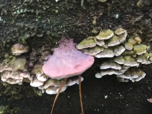 Soft Bracket (Leptoporus mollis), photo
