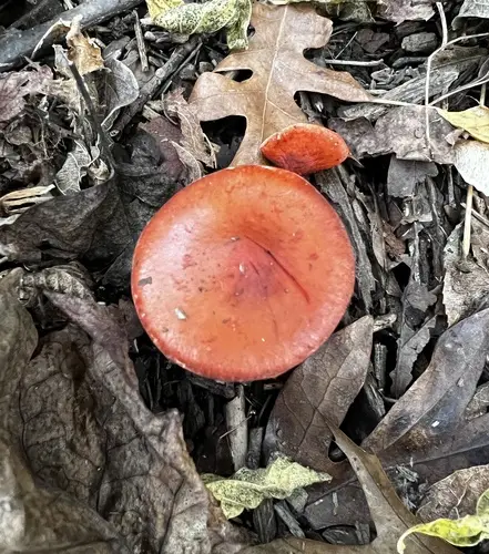 Chip Cherries (Leratiomyces ceres), photo
