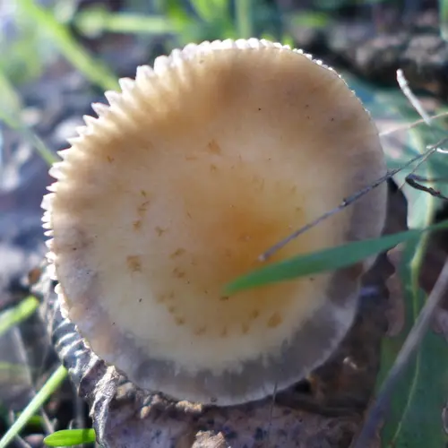 Mulch Maids (Leratiomyces percevalii), photo
