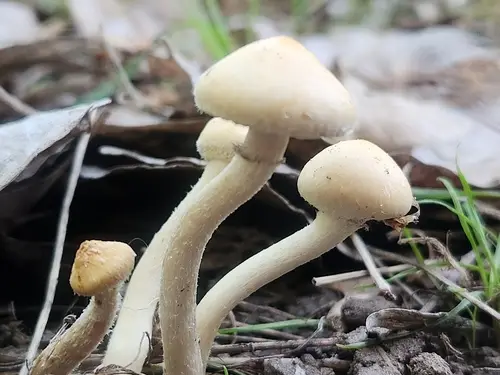 Leratiomyces riparius (Leratiomyces riparius), photo