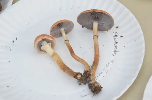 Leratiomyces squamosus (Leratiomyces squamosus), photo