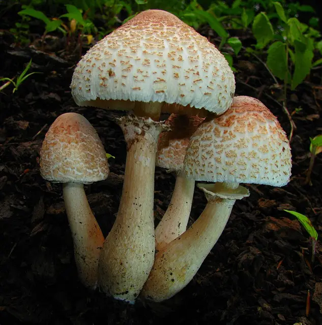 Reddening Lepiota (Leucoagaricus americanus), photo