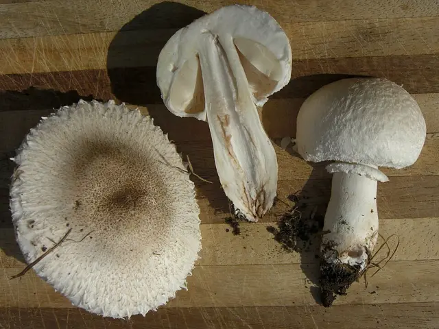Smoky Dapperling (Leucoagaricus barssii), photo
