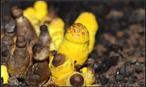 Plantpot Dapperling (Leucocoprinus birnbaumii), photo