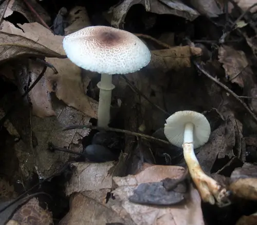 Leucocoprinus brunnescens (Leucocoprinus brunnescens), photo