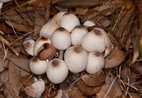 Onion-Stalk Parasol (Leucocoprinus cepistipes), photo