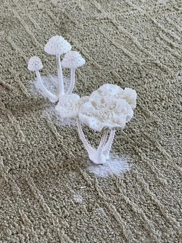 White Chalk Mushroom (Leucocoprinus cretaceus), photo