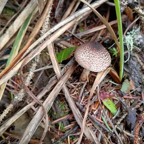 Leucocoprinus flammeotinctus (Leucocoprinus flammeotinctus), photo